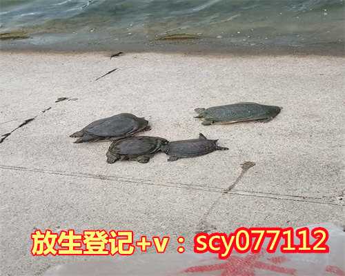 哈尔滨放生咒经，哈尔滨三明中华鱼放生在哪里比较好呢，哈尔滨巴西龟放生有